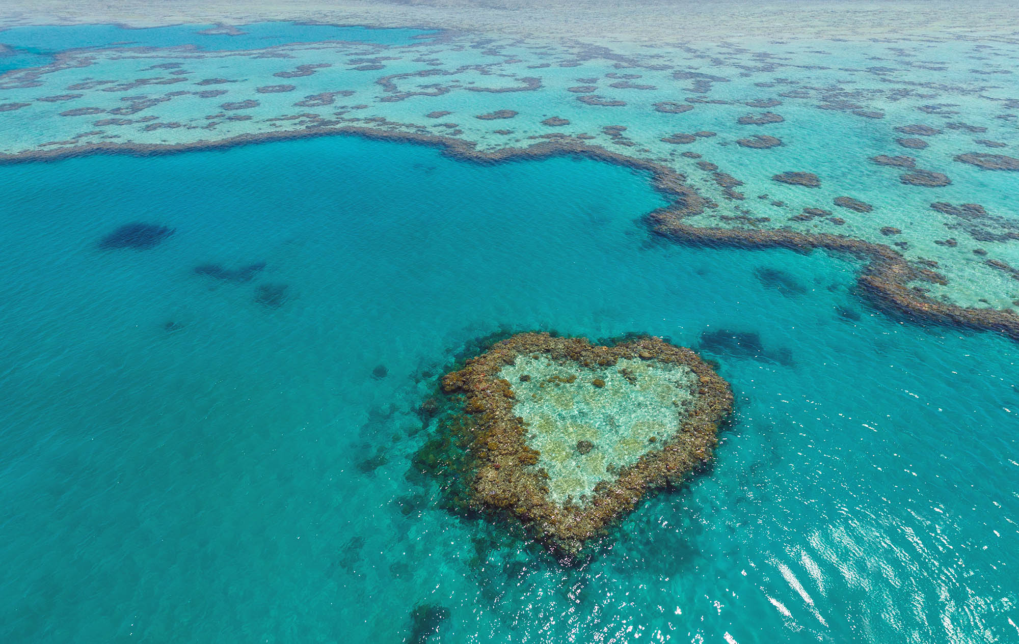 Reef