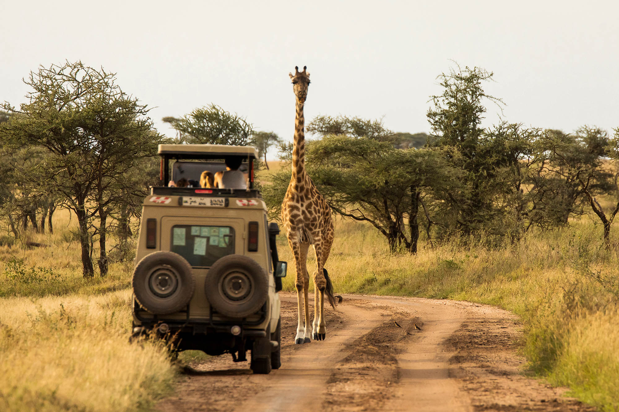 Safari
